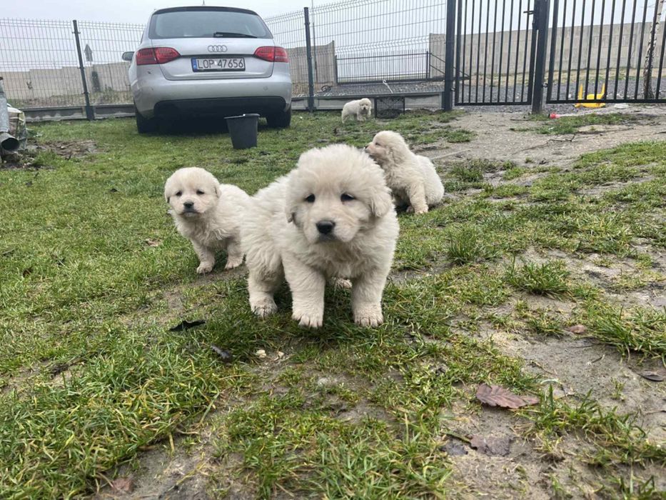 Szczeniak owczarek podhalański