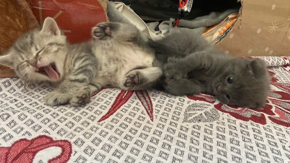 Продаються кошенята