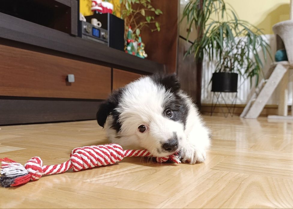 Sunia szczenię Border Collie ZKwP