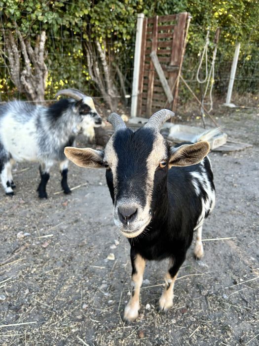 Casal de cabras anas