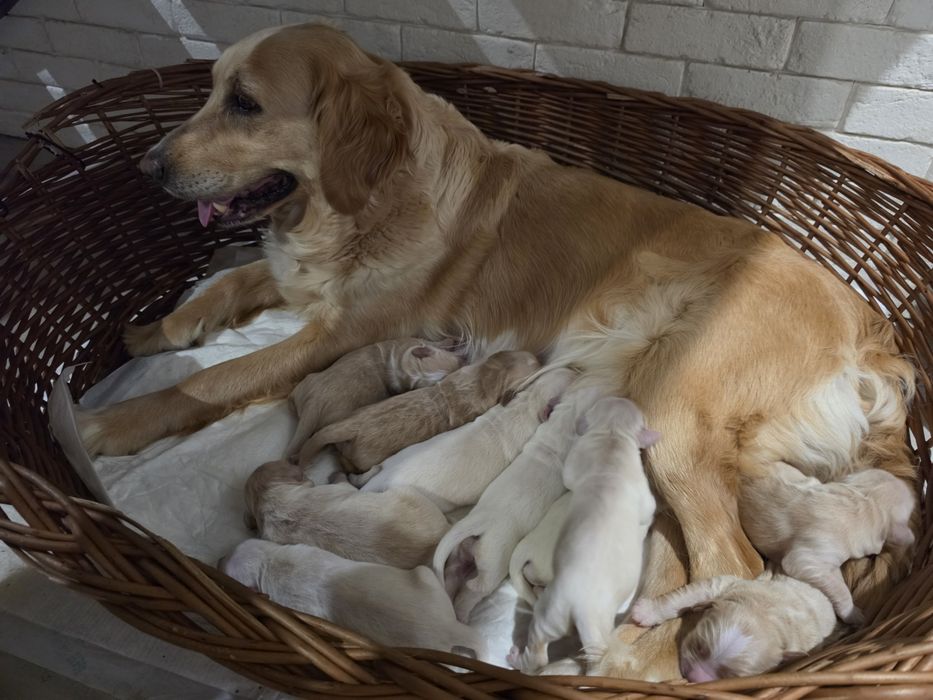 Golden Retriever -domowa hodowla