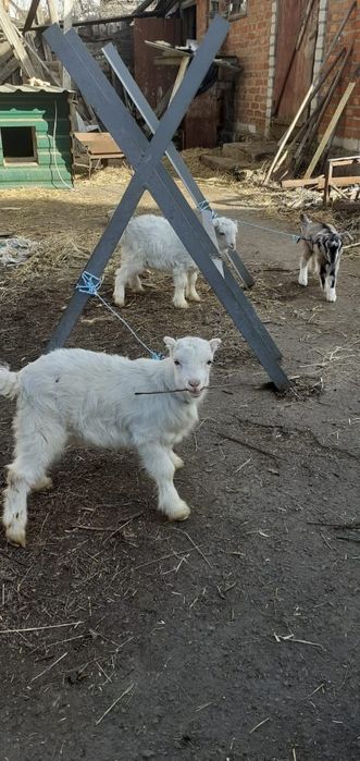 Продам Кози Ламанчо, Козинята. Козлик.