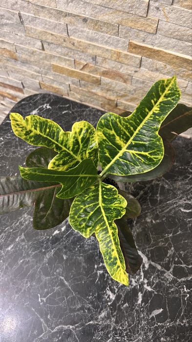 Кротон / Кодіеум