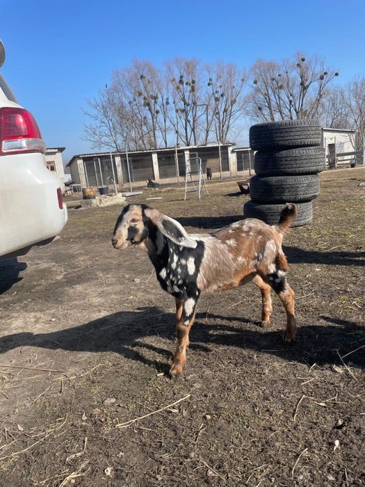 кізочка 100%англо нубійська