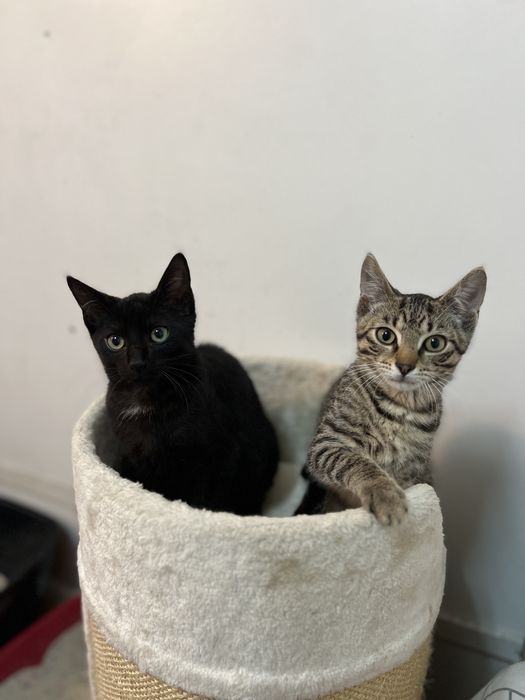 Hebcio i Gucio do adopcji kociaki 3 miesiace