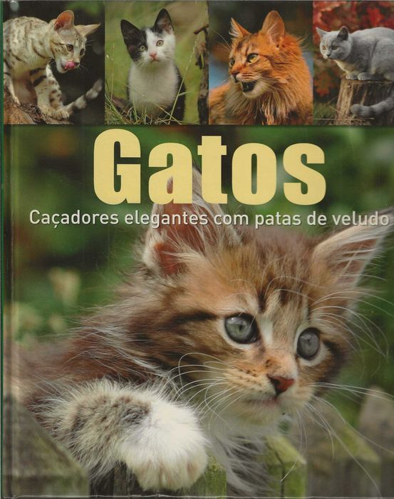 Gatos: Caçadores Elegantes Com Patas De Veludo