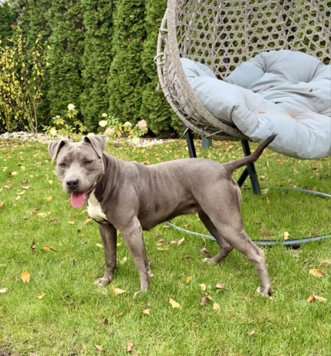 Amstaff piesek czarny