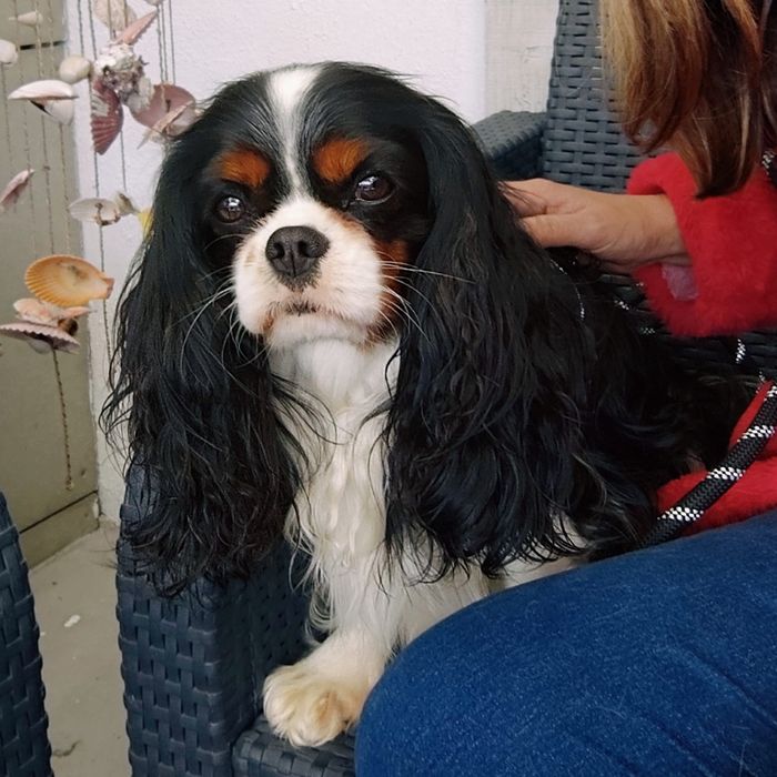 Cavalier King Charles Spaniel Menina