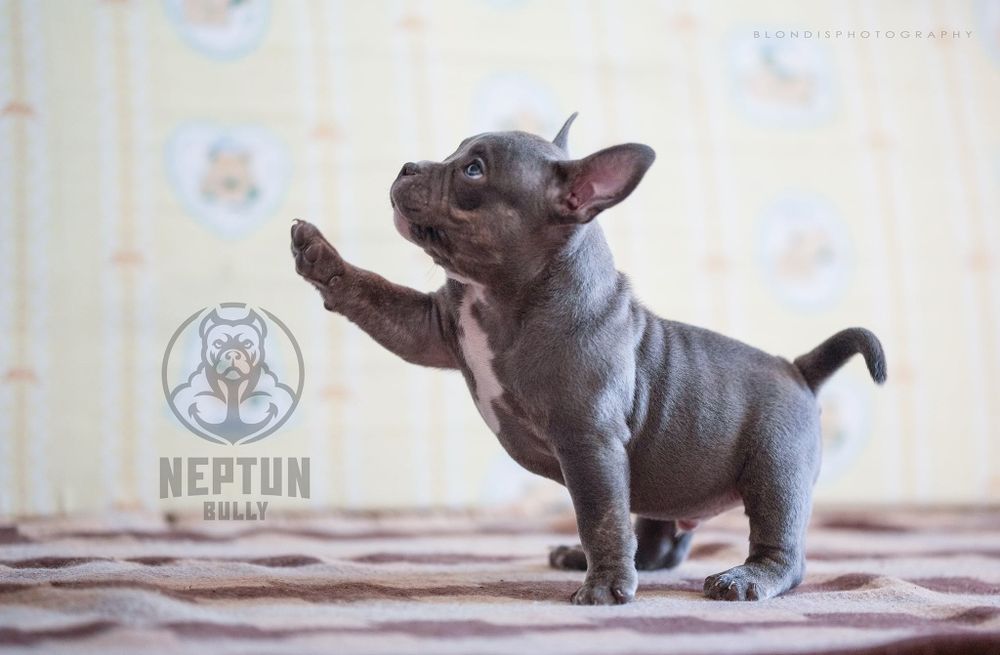 Pies American bully Perun
pocket/standard

Data urodzenia 24.08.2025