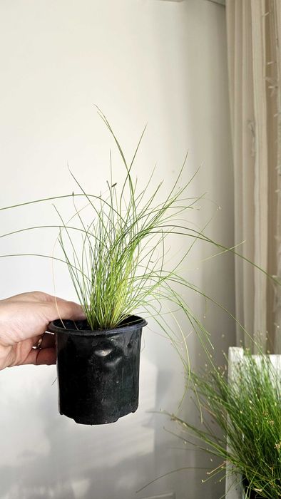 Домашні кімнатні квіти.