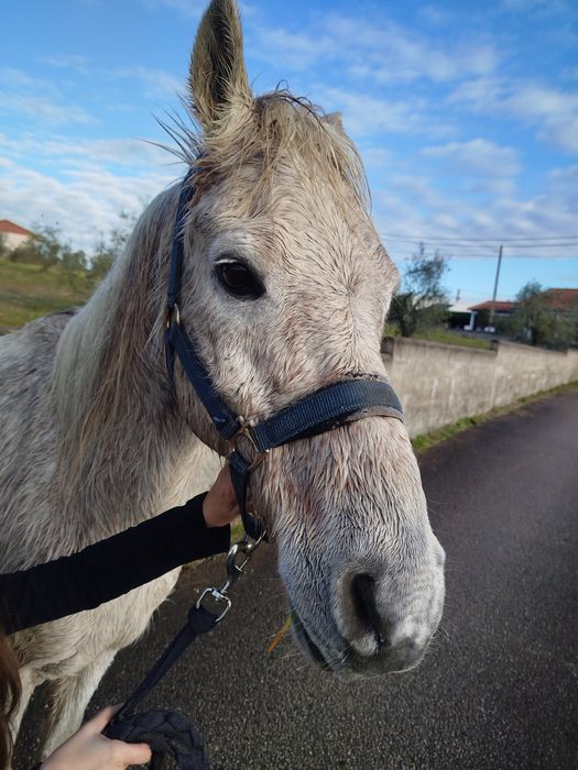 Cavalo macho castrado para venda