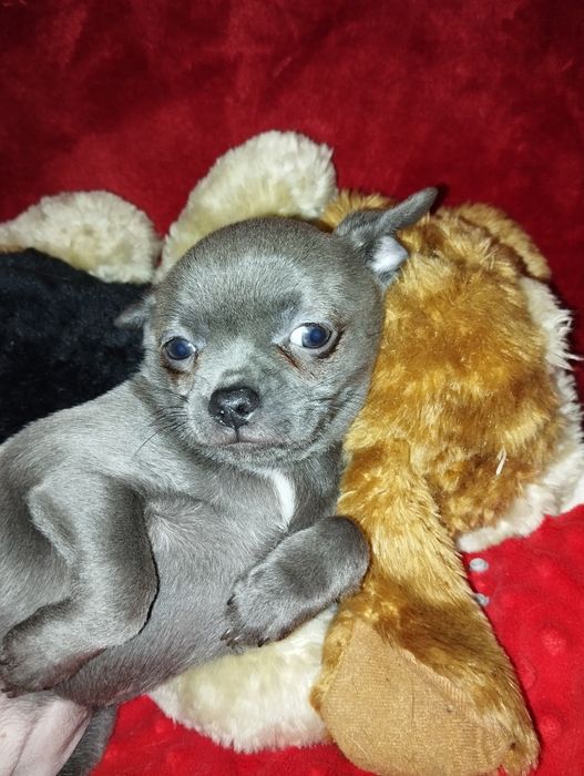 Cudna  Chihuahua. Niebieska