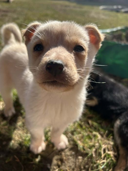 Do oddania małe pieski