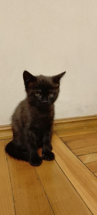 Катятки в хорошии руки