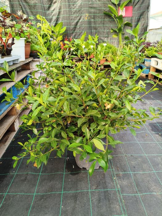 Gardenia Jasminoides - planta em vaso