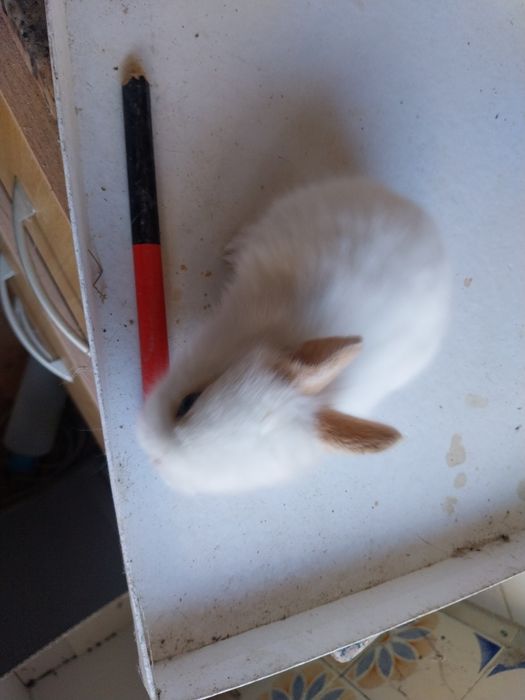 Coelhos anões cabeca de leão  /minilop/nederland dwarf