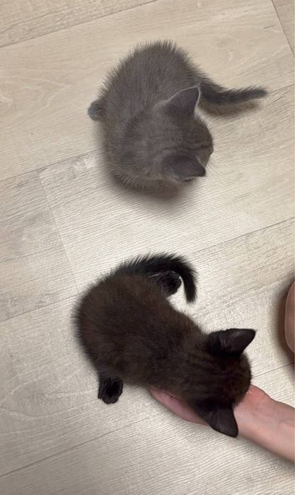 Котята. Серый и шоколадный.