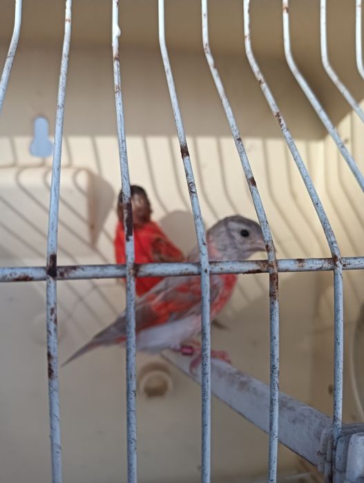 Vendo cardinalitos.