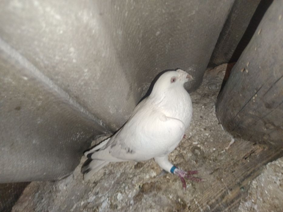 Sprzedam gołębia staropolski samica MOŻLIWOŚĆ WYSYŁKI