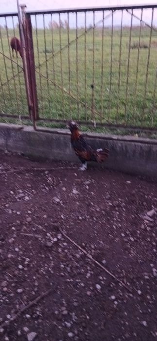 Piękne koguty tegoroczne (kochin miniaturowy, silka, czubatka, nioska)