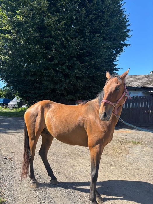 Wałach  4lata  ok 155cm