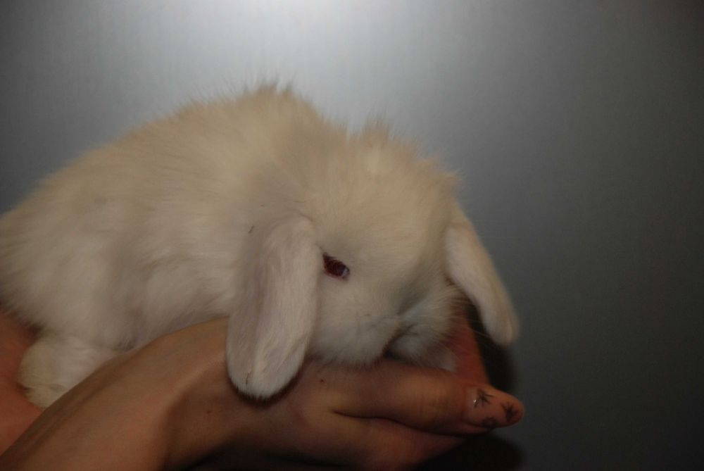 Карликові кроленята, кролик висловухий баранчик. Ручні кролики