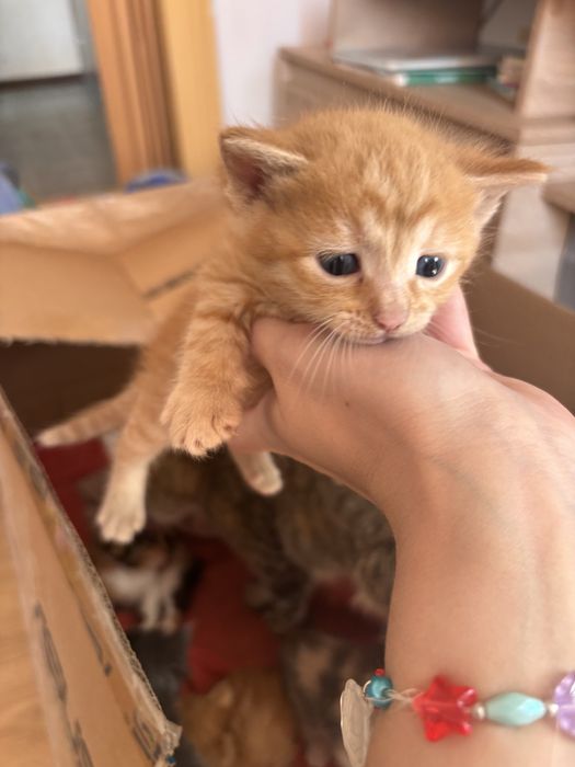 Віддам кошенят.