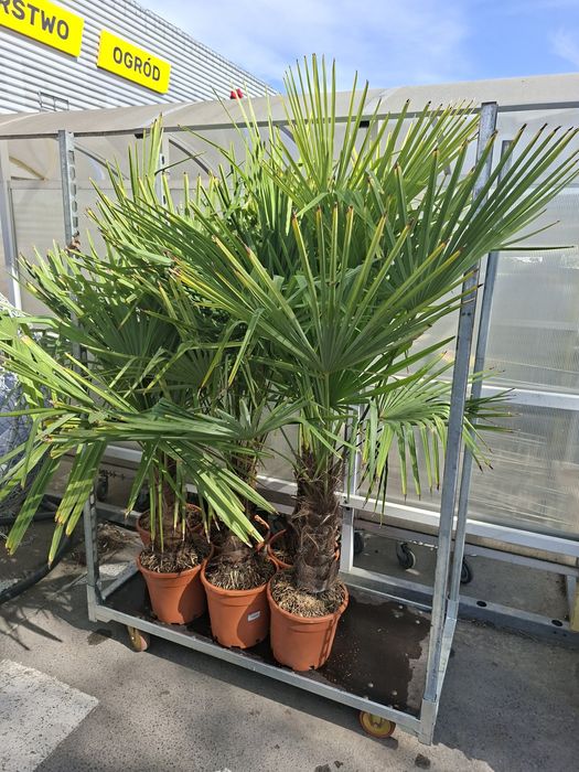 Thuja szmaragd i szmaragd gold