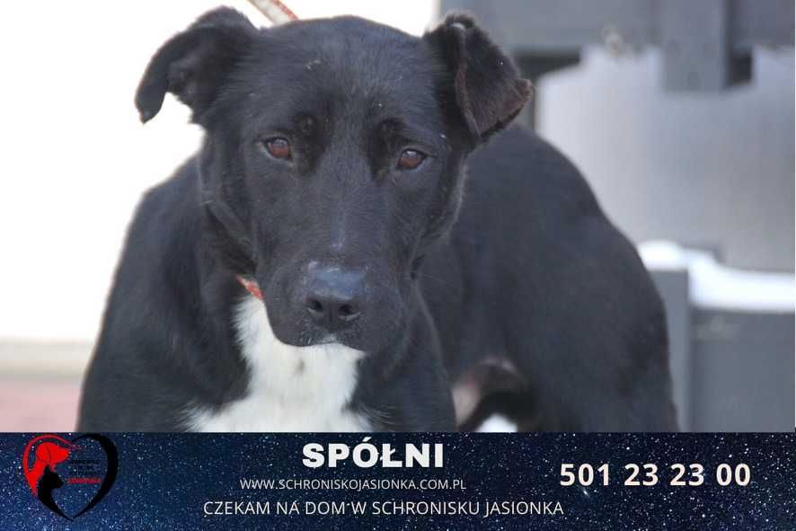 Spółni do adopcji – Schronisko Jasionka