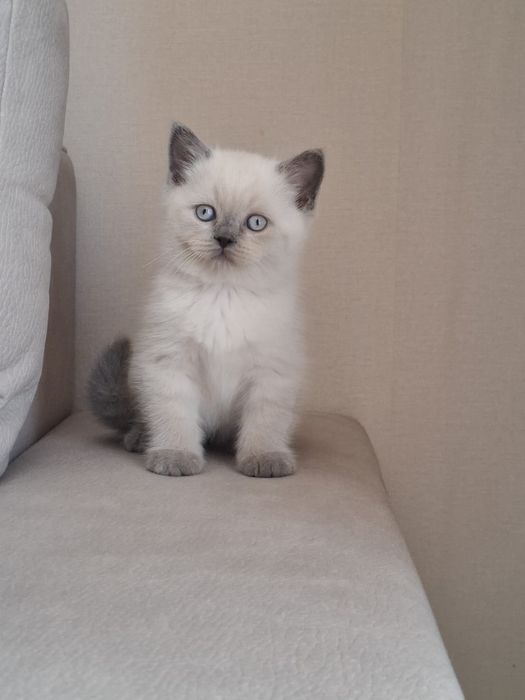 Gatinho Scottish Straight Seal point