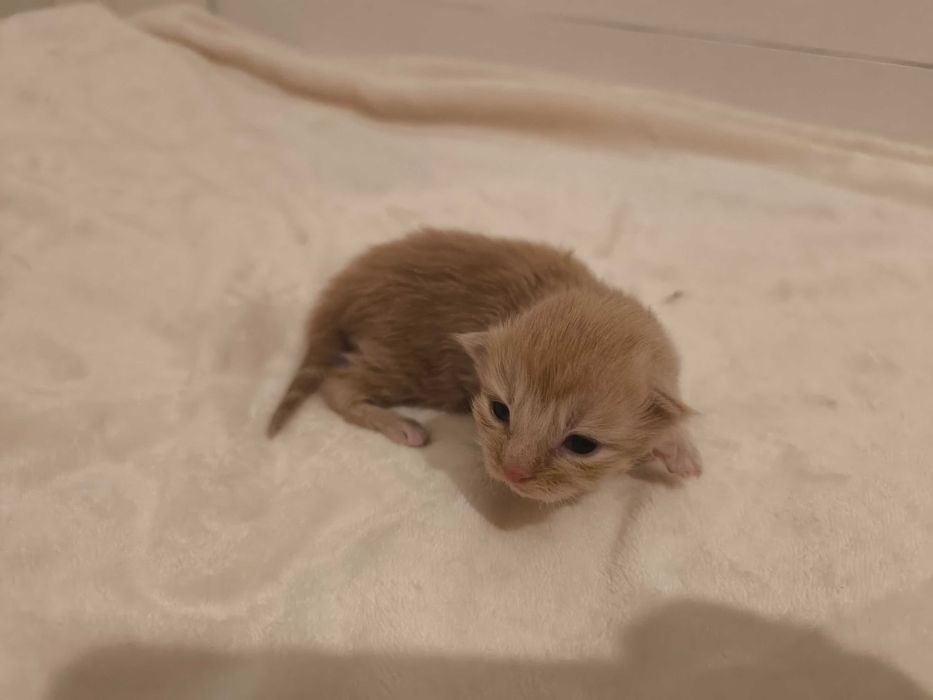 Maine Coon Kocurek biszkoptowy