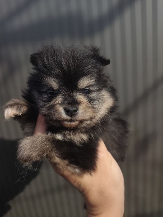 Spitz anão femea