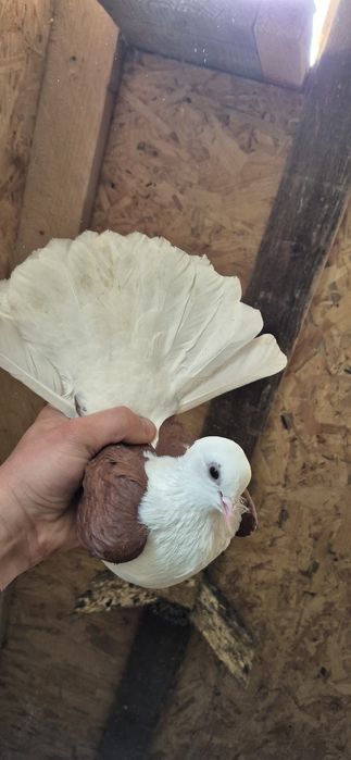 GOŁĘBIE różne rasy