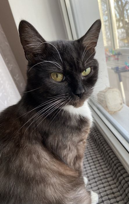 Шукаємо відповідальну сімʼю