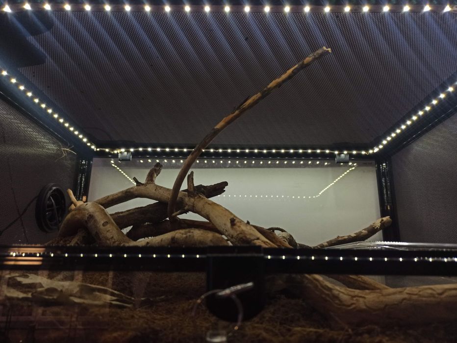 Wąż zbożowy z terrarium