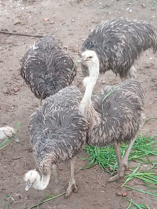 Ovos de avestruz galados