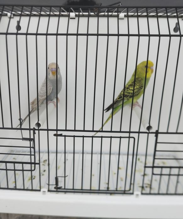 Casal Periquitos Australianos