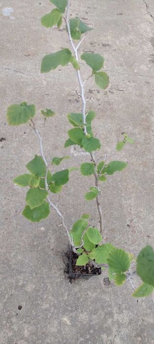 Саженцы фундука МИКС (Джифоні, Ланге, Романа, Мортарелла)