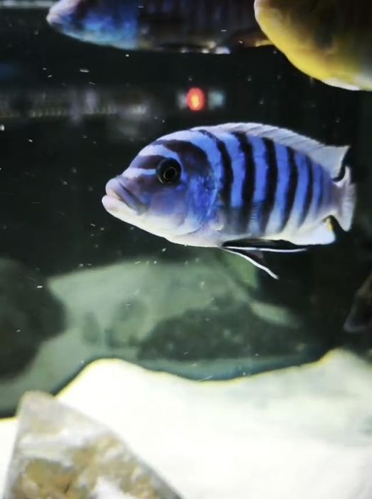 Ciclideos africanos machos Malawi