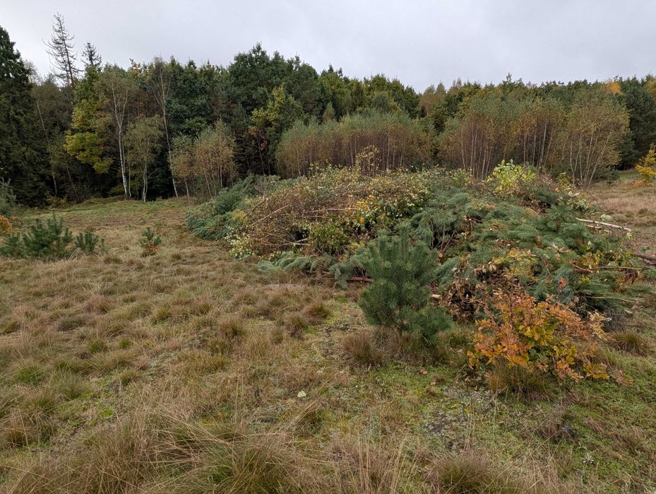 oddam drewno wraz z gałęziami