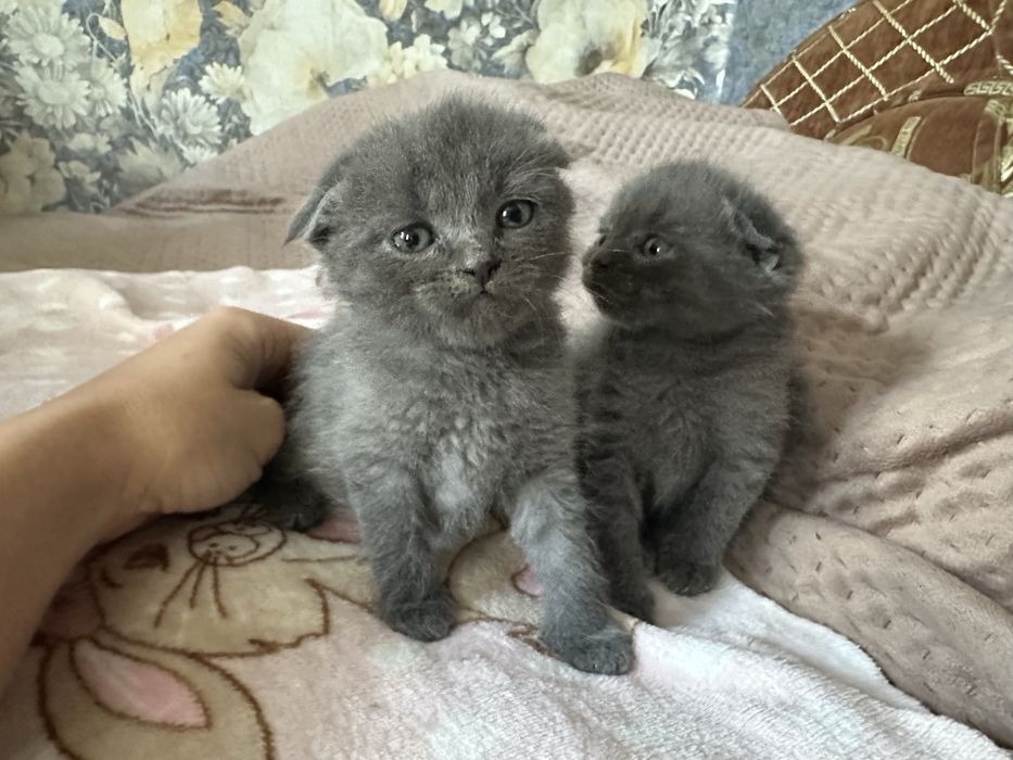 Чудові кошеннятка