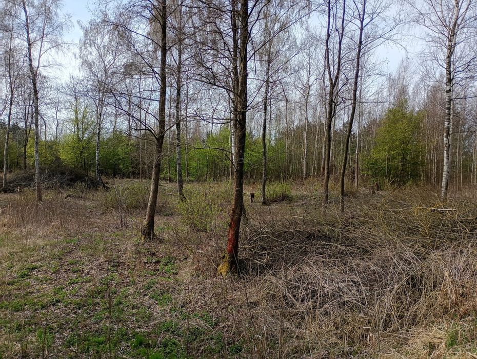 Łąka Bieliki sprzedam