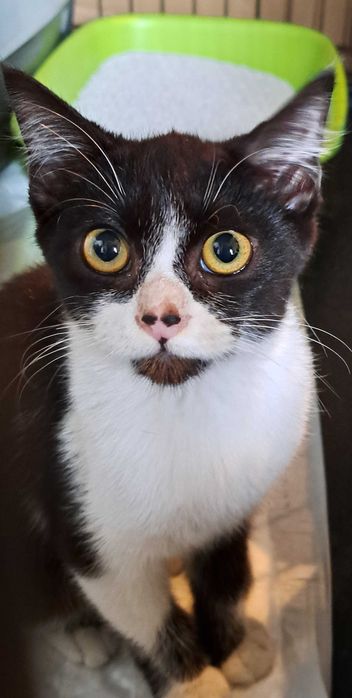 Gatinha para adoção