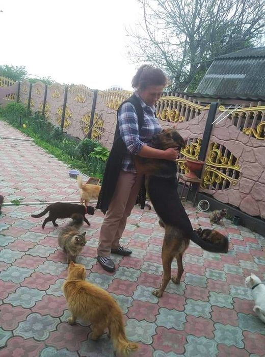 Молоді, стерилізовані собачки в добрі руки