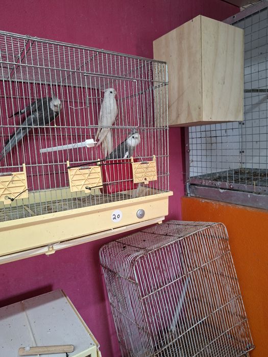 Caturras para cedencia