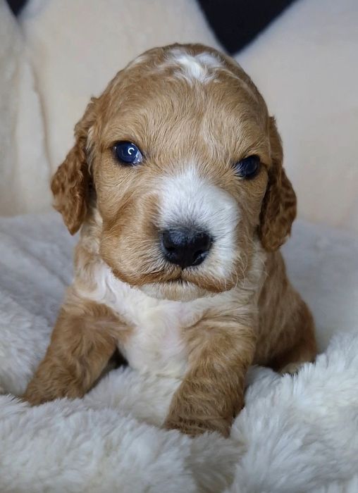 Cockapoo f1 chłopcy do rezerwacji