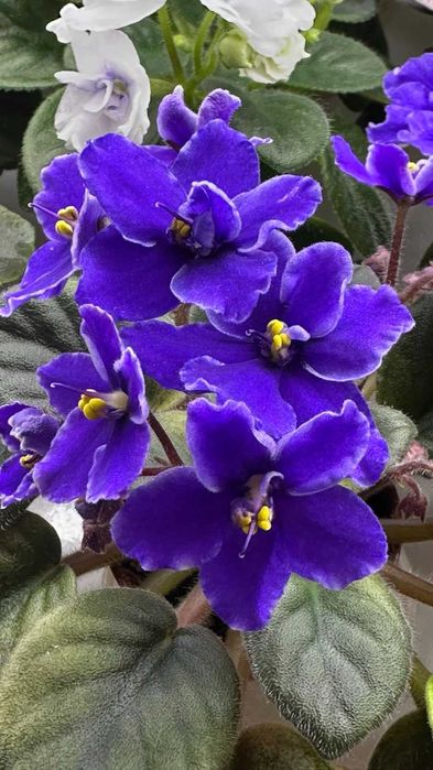 Цветущие мини фиалки.