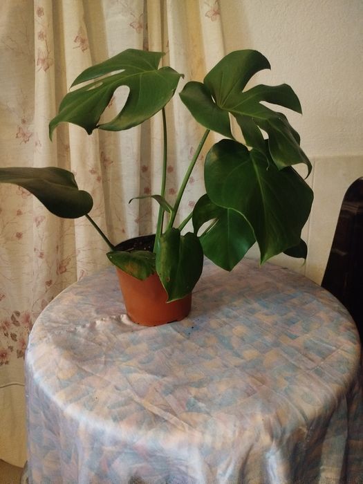 Monstera Deliciosa (Costela-de-Adão) Saudável – 45-50 cm