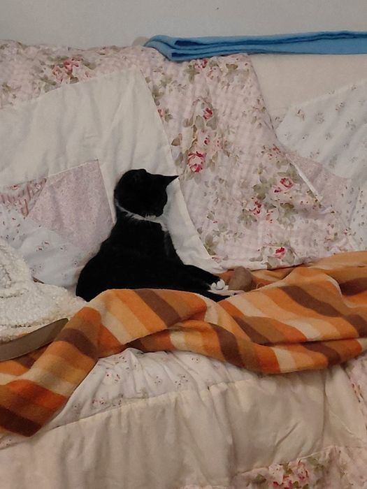 Musgo- gatinho bebe para adoção