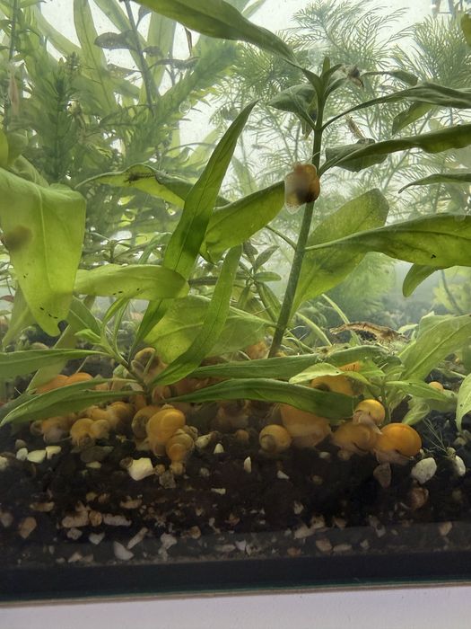 Ампулярії, гуппі, креветки акваріумні